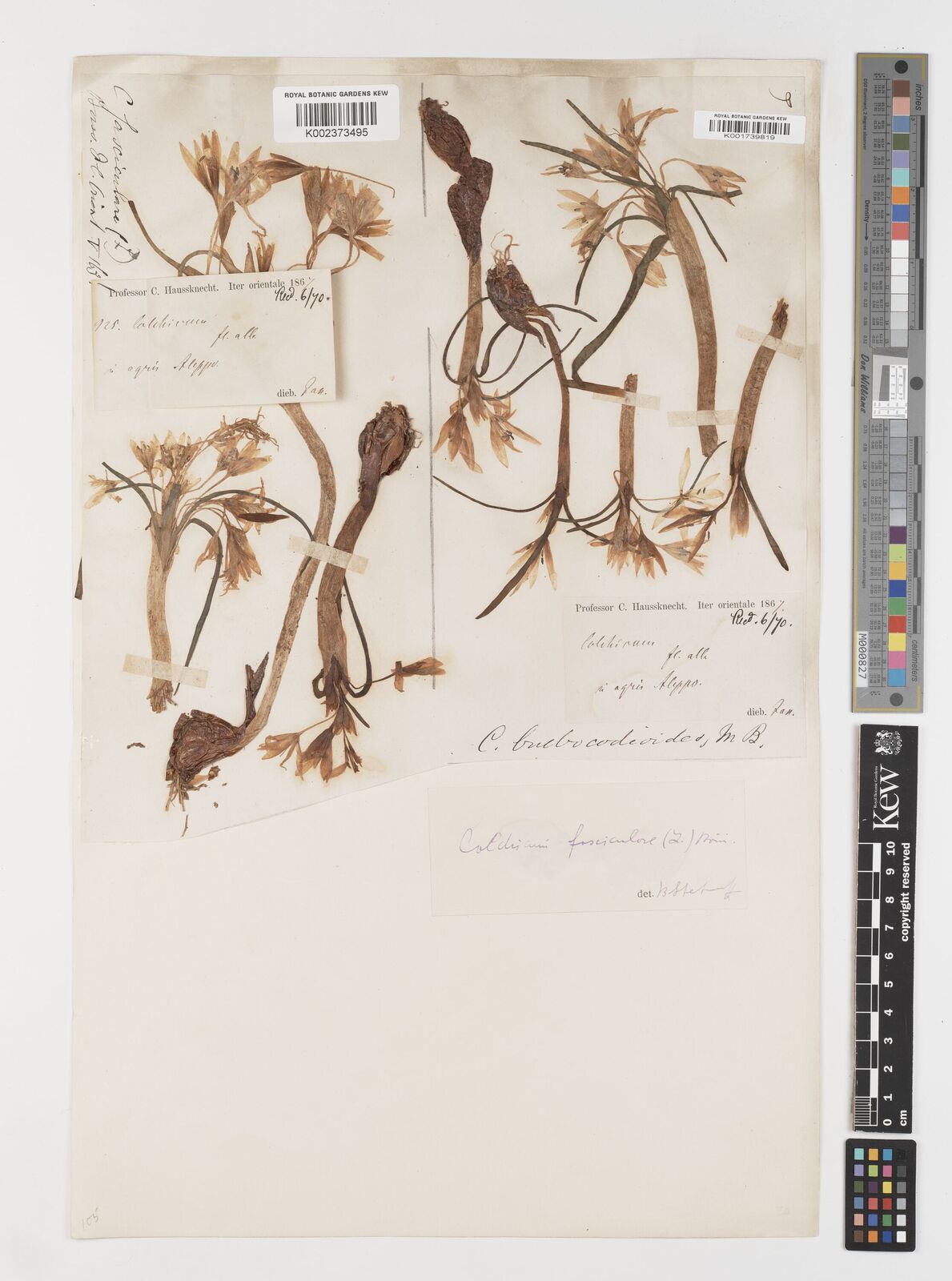 Colchicum fasciculare