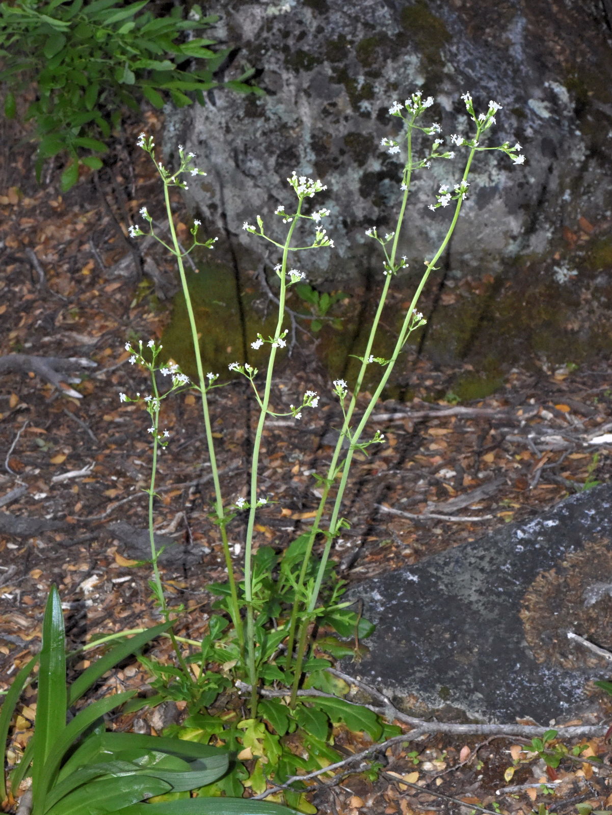 Valeriana Laxiflora DC. | Plants Of The World Online | Kew Science