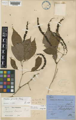 Kew Gardens K000760995:  Ridely, H.N. [12623] Malaysia