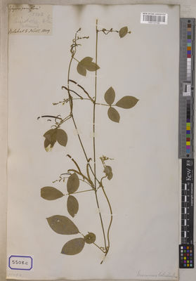 Kew Gardens K001121122:  s.coll. [Cat. no. 5508] Bangladesh