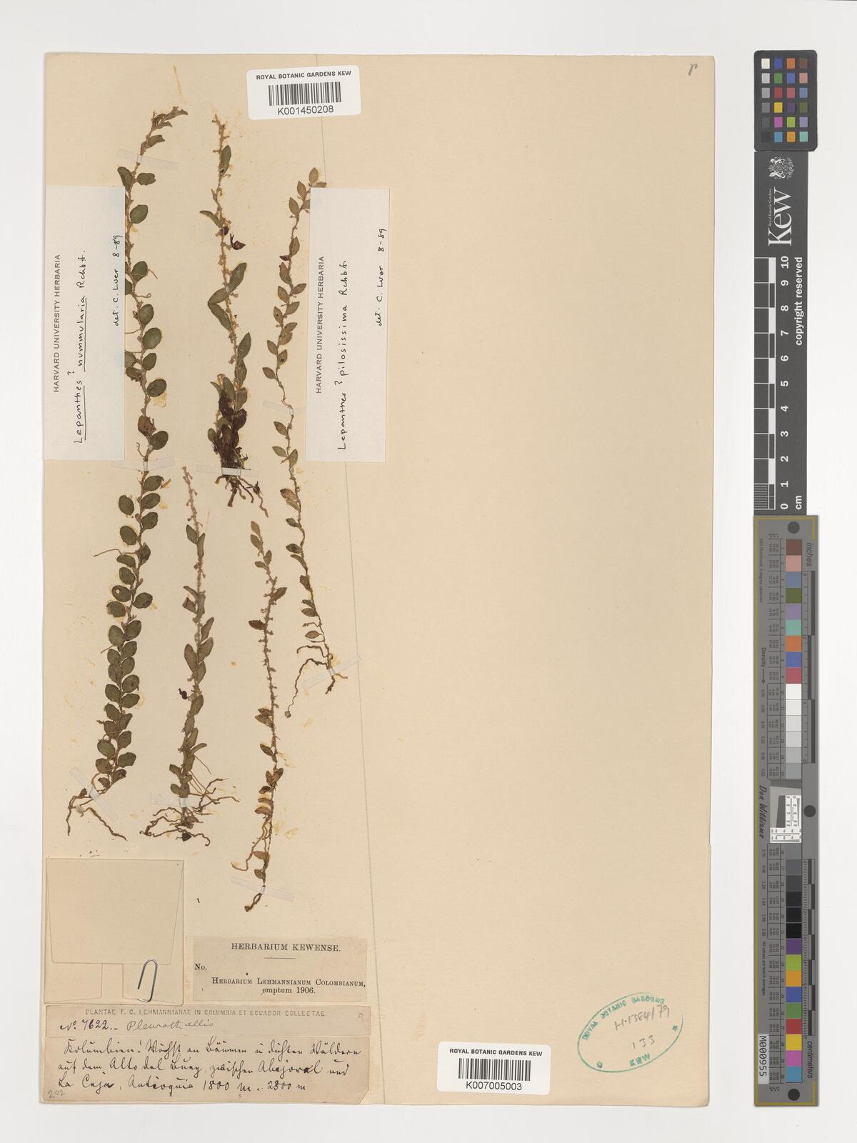 Andinia nummularia (Rchb.f.) Karremans & S.V.Uribe | Plants of the