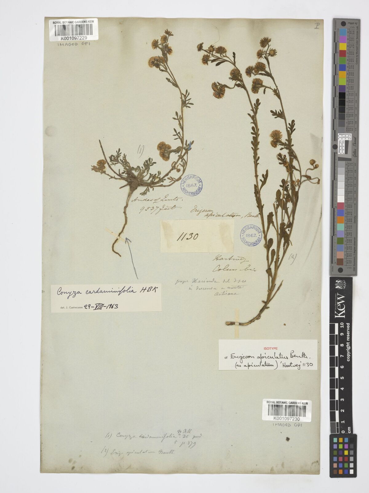 Kew Gardens K001097230:  Hartweg, K.T. [1130] Ecuador