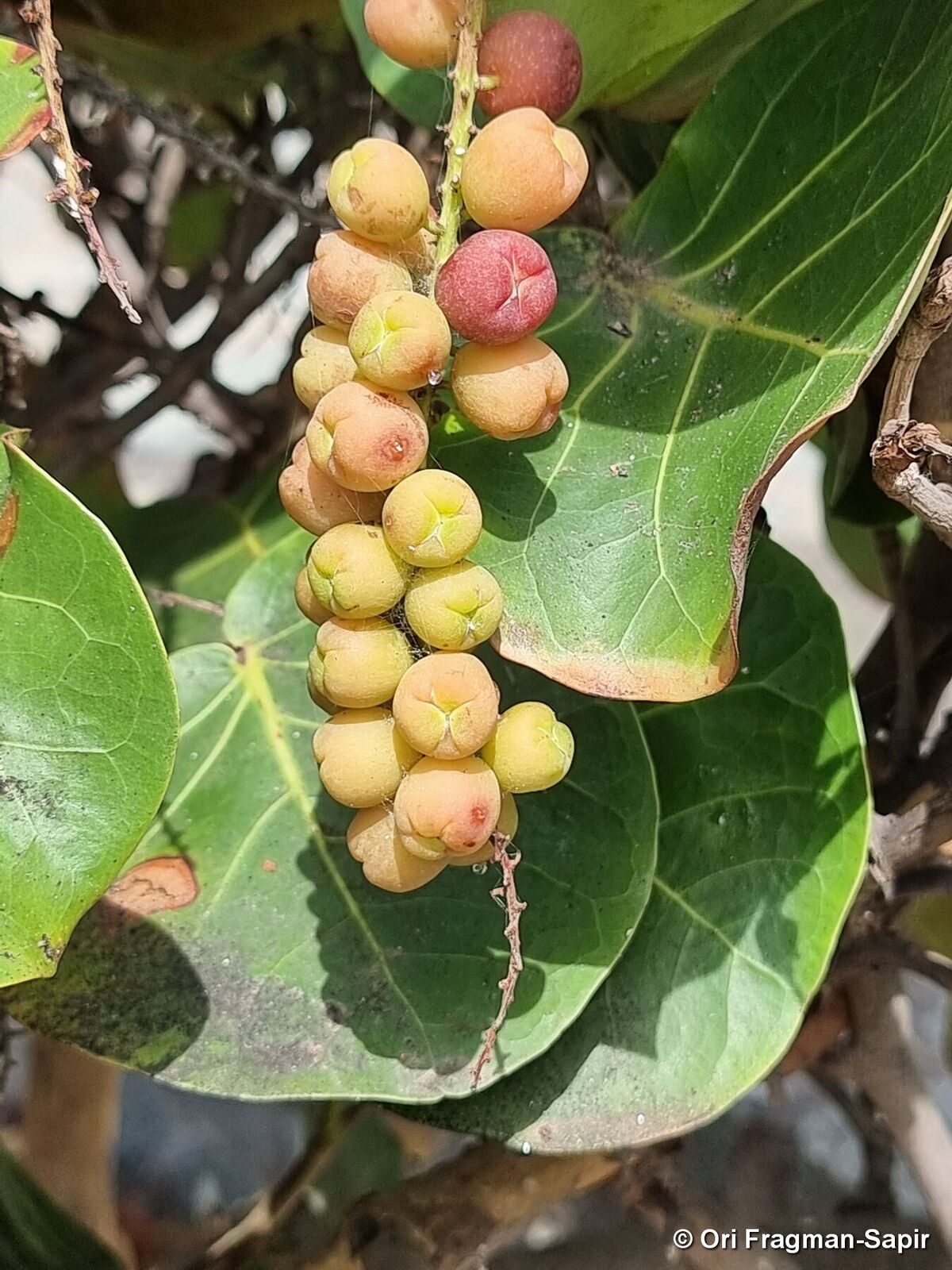 Coccoloba Uvifera - Sea Grape - Seeds - Trade Winds Fruit
