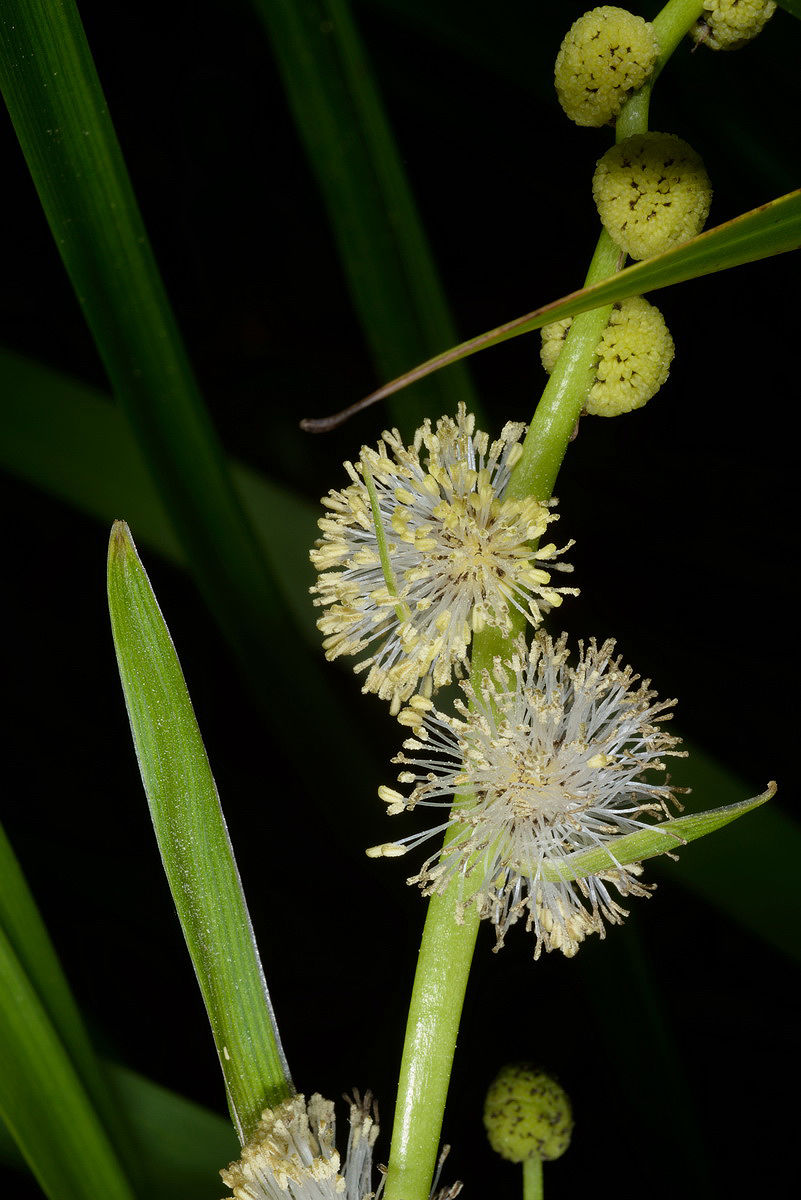 © copyright of the Board of Trustees of the Royal Botanic Gardens, Kew.