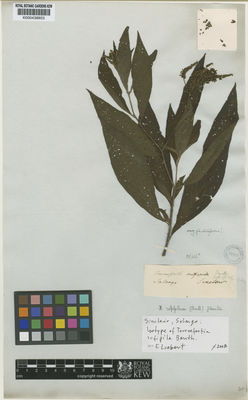 Kew Gardens K000438853:  Sinclair [s.n.] Colombia