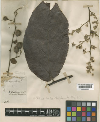 Kew Gardens K000686943:  Teysmann, J.E. [s.n.] Indonesia