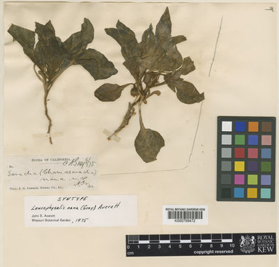 Kew Gardens K000759472:  Lemmon, J.G. [s.n.] United States