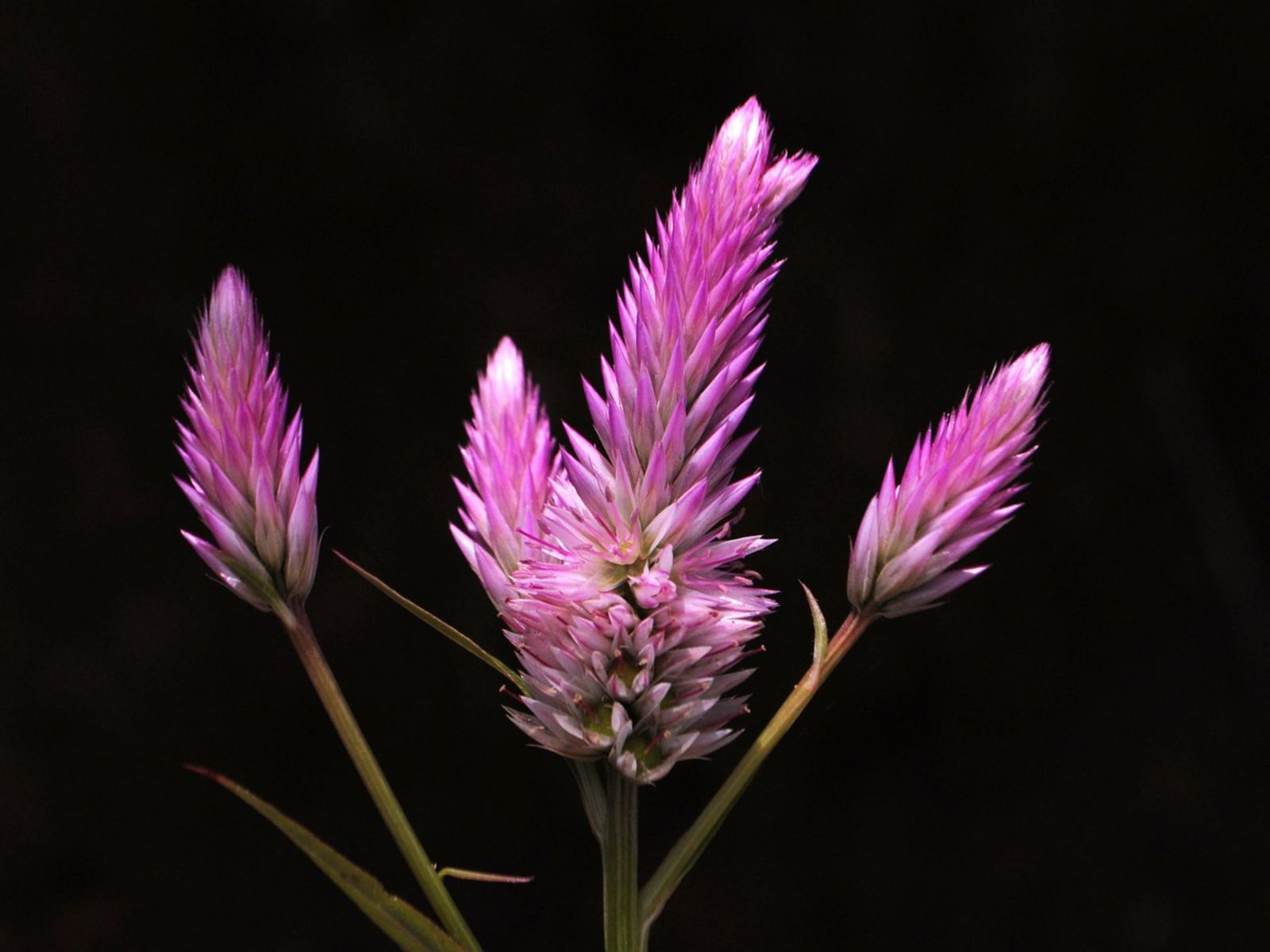 Celosia argentea L. | Plants of the World Online | Kew Science