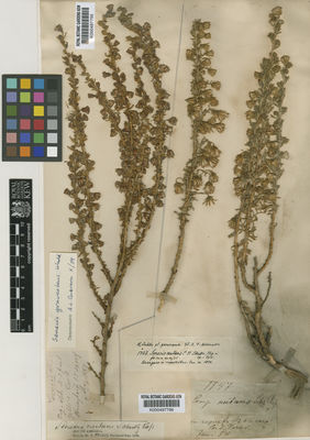 Kew Gardens K000497795:  Pearce, R. [s.n.] Peru