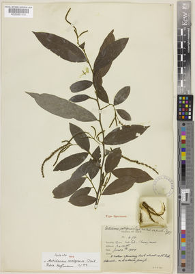 Kew Gardens K000061510:  Kerr, A.F.G. [676] Thailand