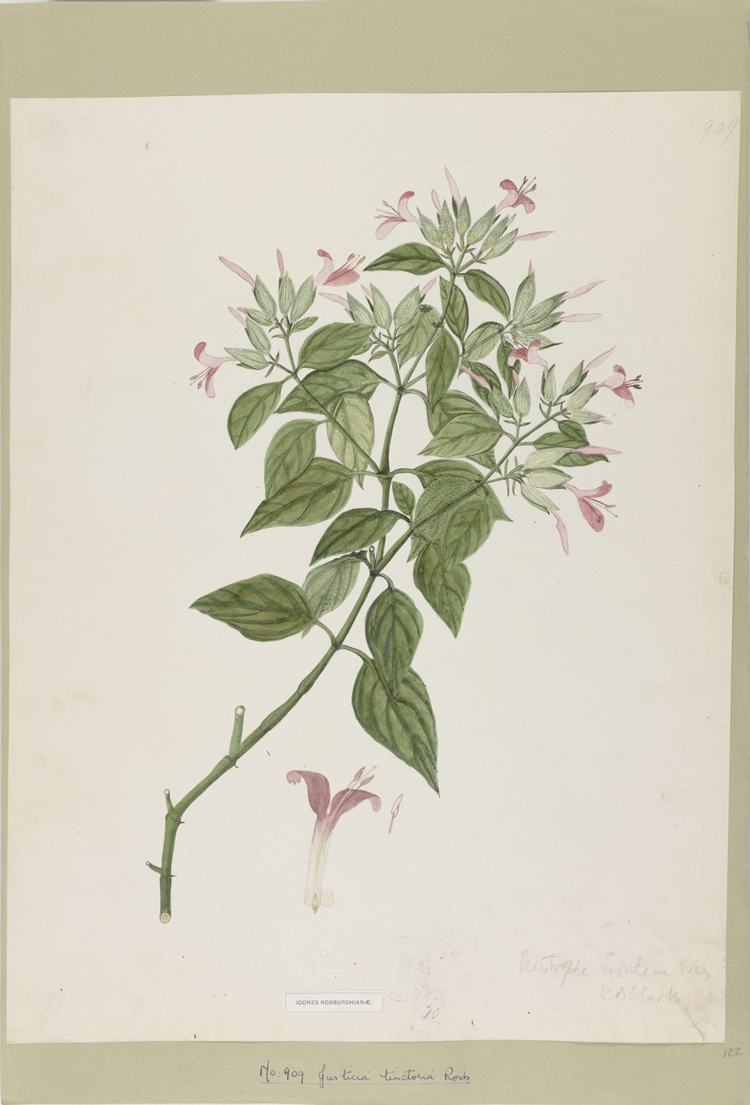 Dicliptera tinctoria (Nees) Kostel. | Plants of the World Online | Kew ...