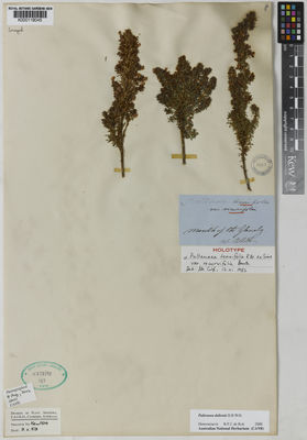 Kew Gardens K000118045:  Allitt, W. [s.n.] Australia