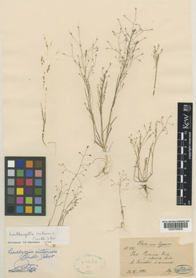 Kew Gardens K000789836:  Sintenis, P.E.E. [881] Cyprus