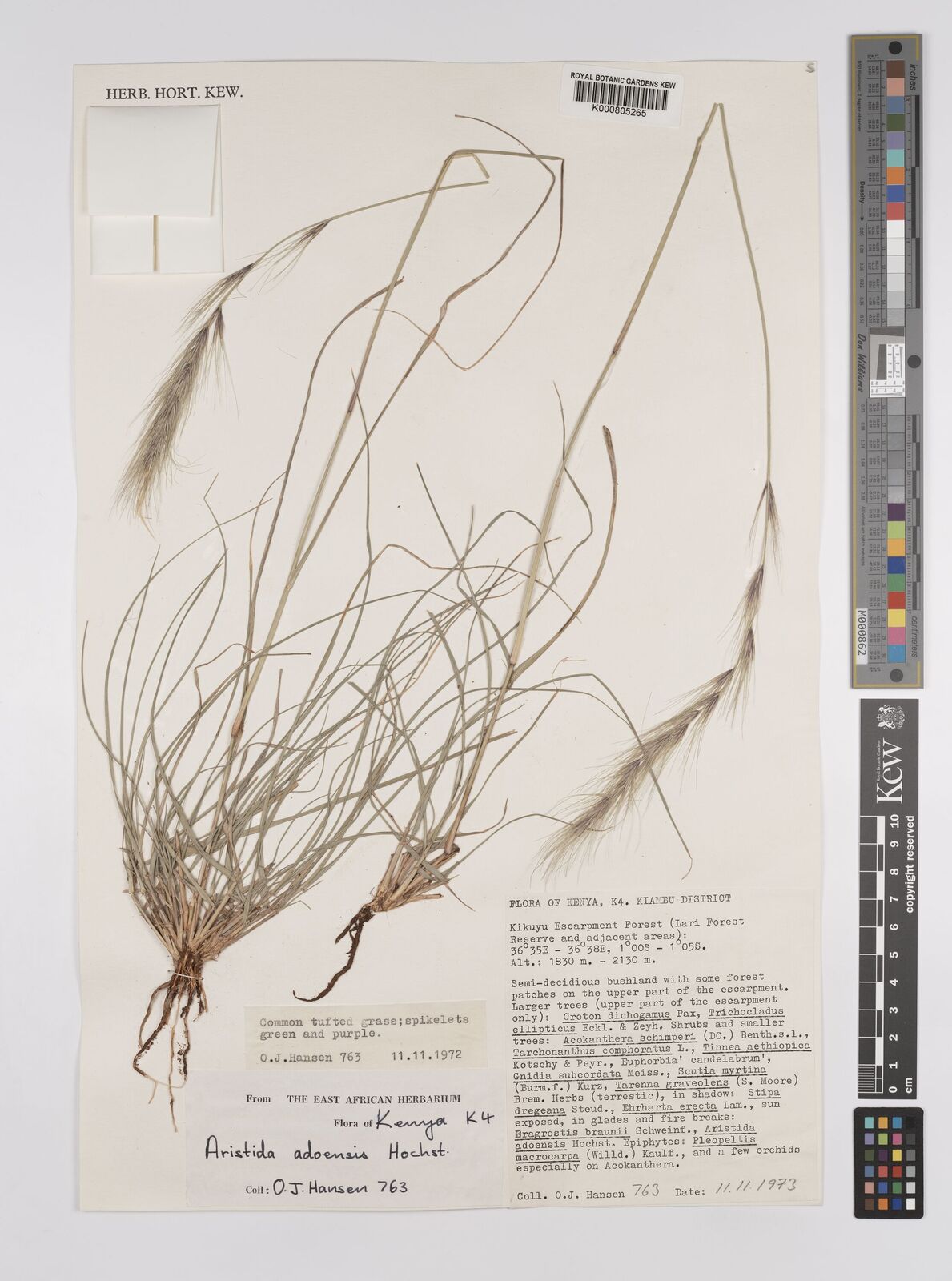 Aristida adoensis