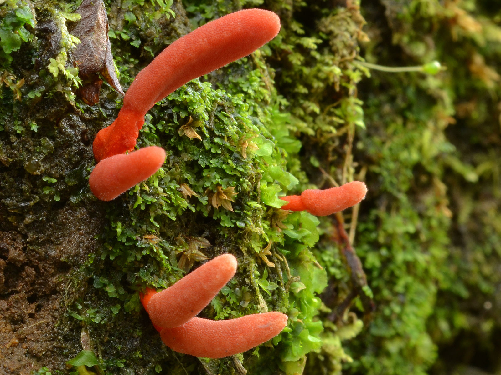 Cordyceps Militaris (L.) Fr. | Colombian Fungi Made Accessible