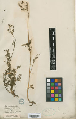 Kew Gardens K000697379:  Wallich [s.n.] Nepal