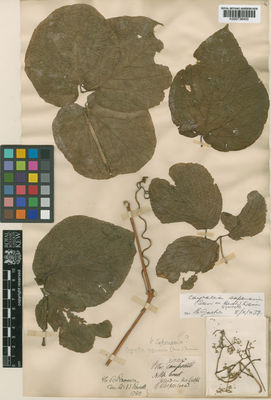 Kew Gardens K000736400:  Brown [s.n.] Australia