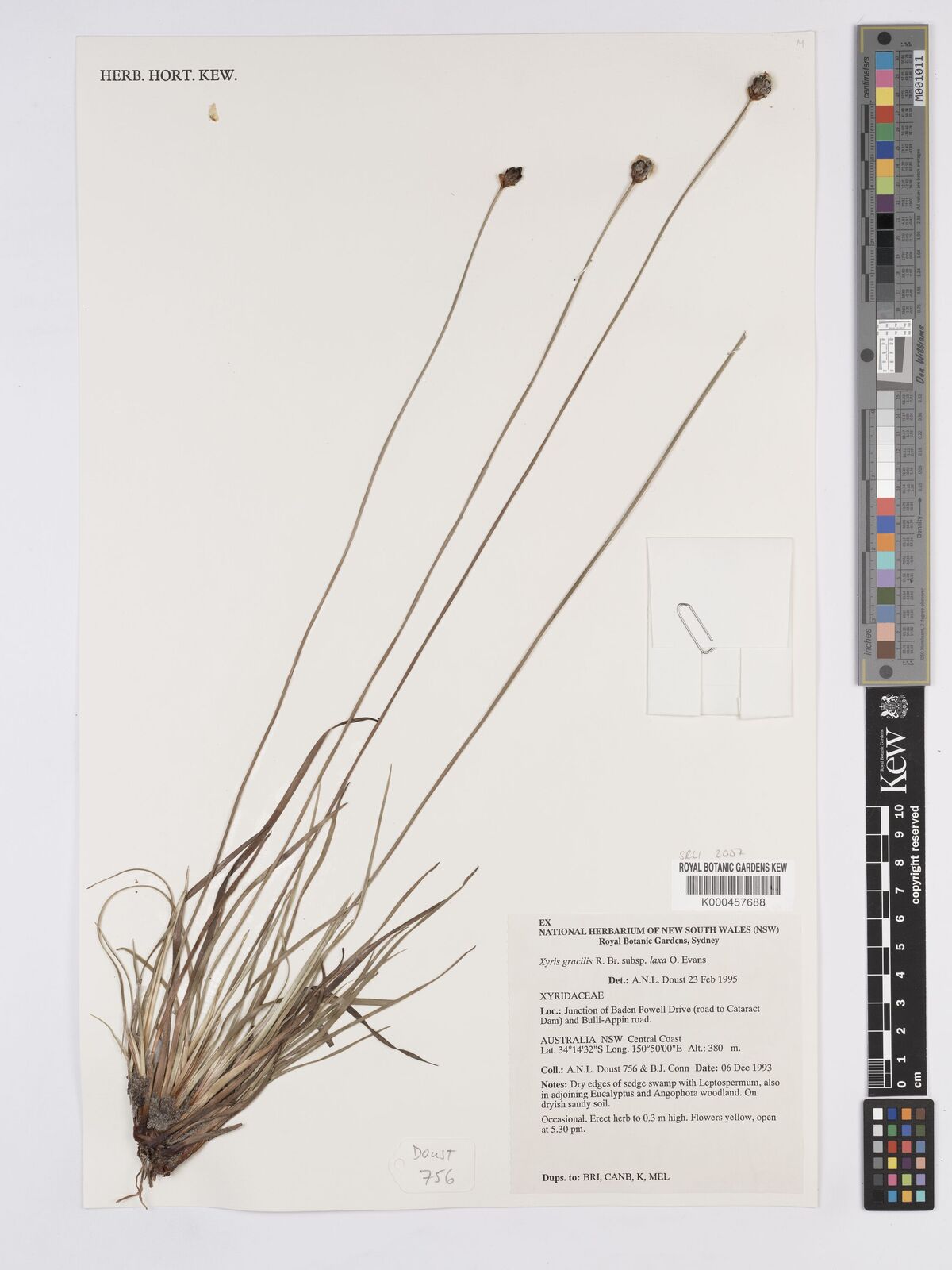 Kew Gardens K000457688:  Doust, A.N.L.; Conn, B.J. [756] Australia
