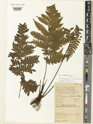 Kew Gardens K000427749:  Price, M.G.; Hernaez, B.F. [399] Philippines