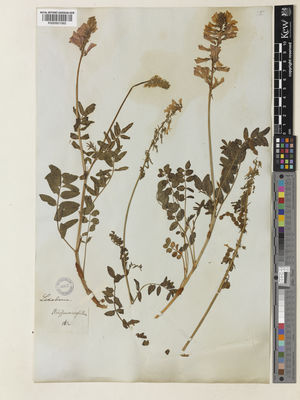 Kew Gardens K000951065:  Ledebour, C.F., von [s.n.] Middle Asia