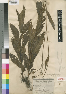 Kew Gardens K000377687:  Schweinfurth, G. [3770]