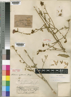 Kew Gardens K000240657:  Whyte, A. [s.n.]