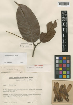 Kew Gardens K000700592:  Smythies, B.E. [s. 5914] Malaysia