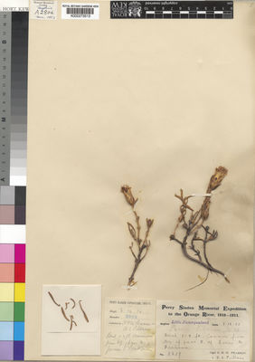 Kew Gardens K000273513:  Pearson, H.H.W.; Pillans, N.S. [5609] South Africa