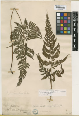 Kew Gardens K000590340:  Salvin; Godman [s.n] Guatemala