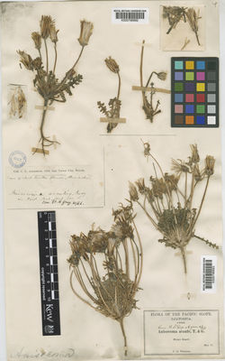 Kew Gardens K000796883:  Pringle, C.G. [s.n.] United States