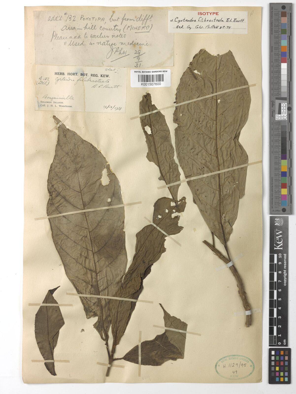 Cyrtandra filibracteata