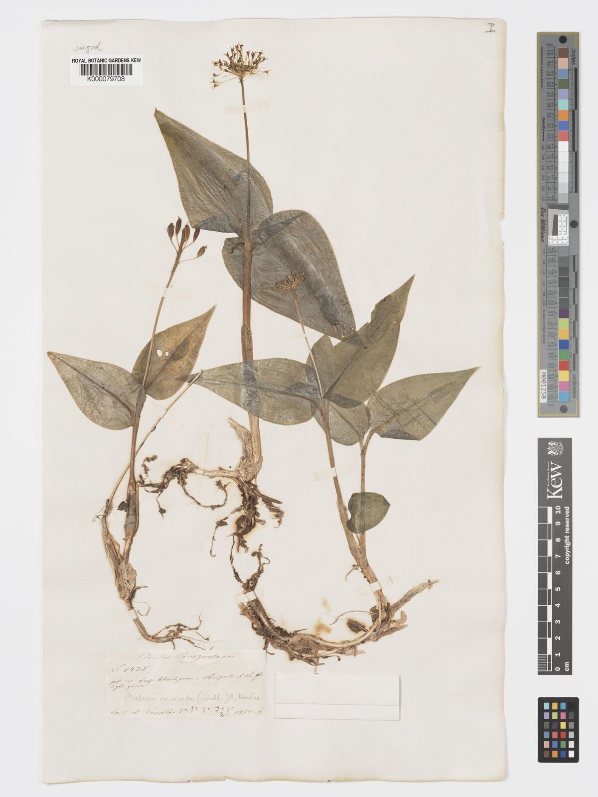 Kew Gardens K000079708:  Fendler [1425] Venezuela