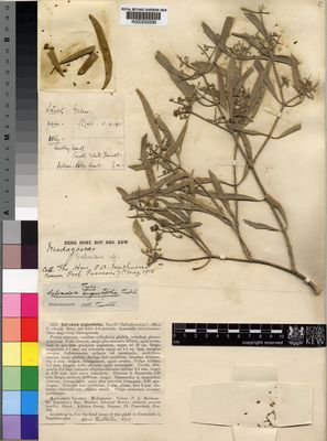 Kew Gardens K000233339:  Methuen, P.A. [s.n.] Madagascar