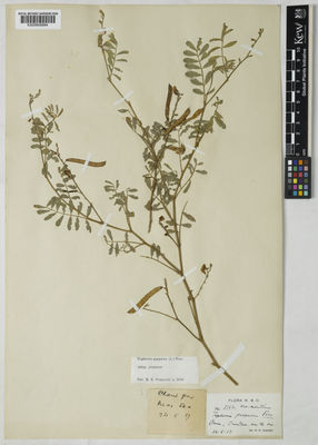 Kew Gardens K000848884:  s.coll. [5162] Bangladesh