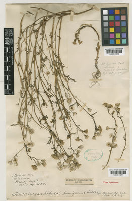 Kew Gardens K000844242:  s.coll. [s.n.]