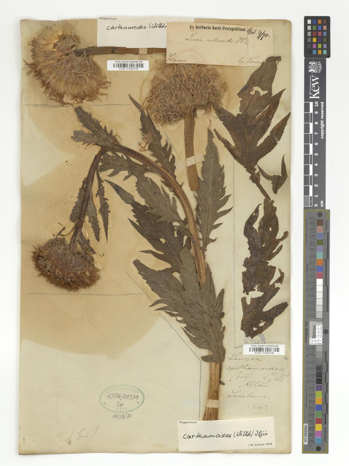 Rhaponticum carthamoides