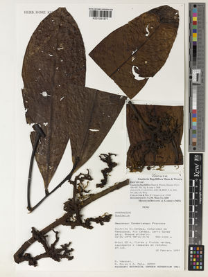 Kew Gardens K001081871:  Vásquez, R.; Rojas, R.; Peña, A. [22500] Peru