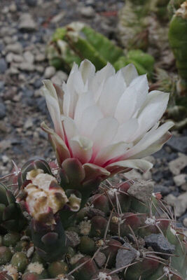Gymnocalycium fischeri | Plants of the World Online | Kew Science