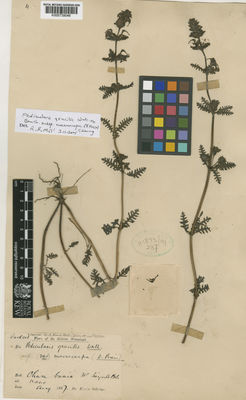 Kew Gardens K000739046:  King's collector [s.n.] India