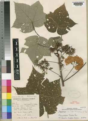 Kew Gardens K000241089:  Leach, L., C.; Schelpe, E., A. [11403] Mozambique