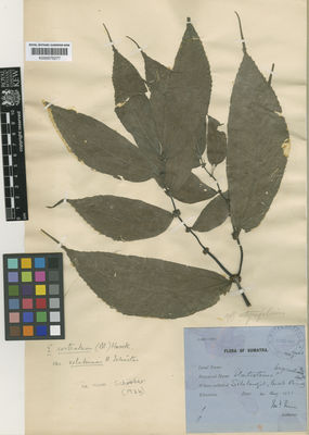 Kew Gardens K000575277:  illegible [7442]