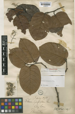 Kew Gardens K000587371:  s.coll. [s.n.] Sri Lanka