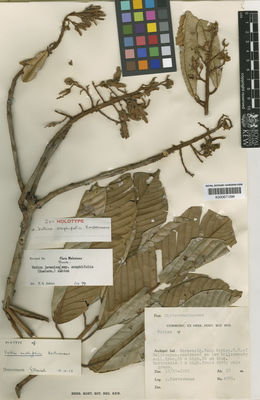 Kew Gardens K000671296:  Kostermans, A. [4085] Borneo