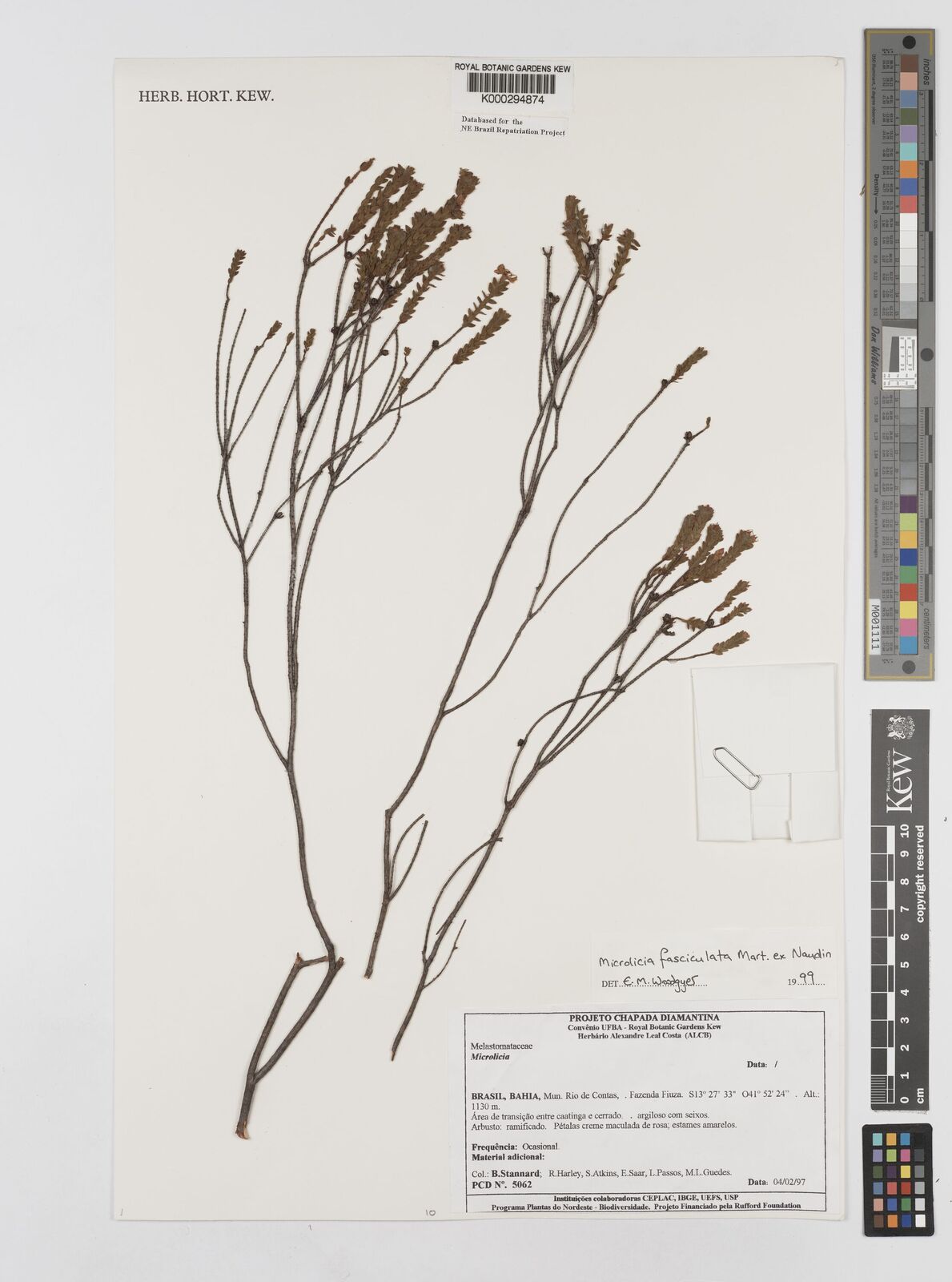 Microlicia fasciculata