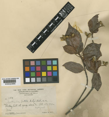 Kew Gardens K000424856:  Rusby, H.H.; Pennell, F.W. [1154] Colombia