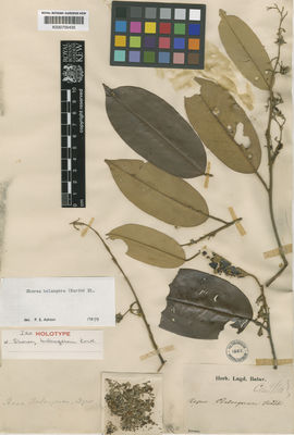 Kew Gardens K000700435:  s.coll. [s.n.]