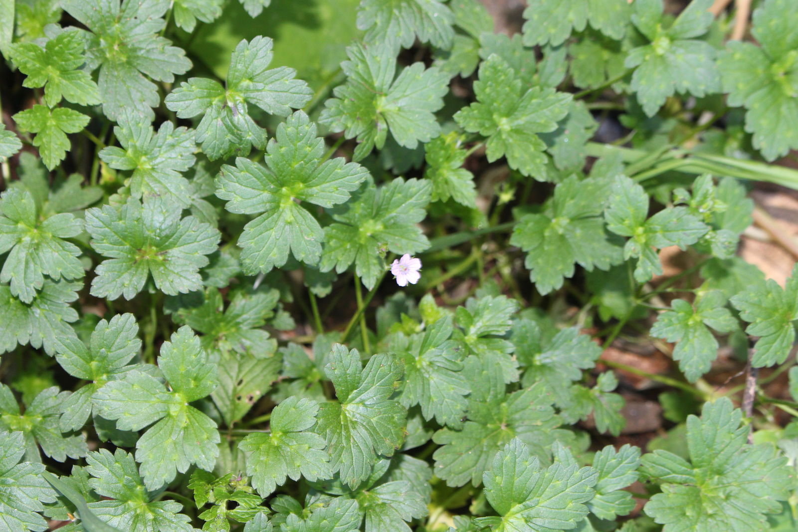 © copyright of the Board of Trustees of the Royal Botanic Gardens, Kew.