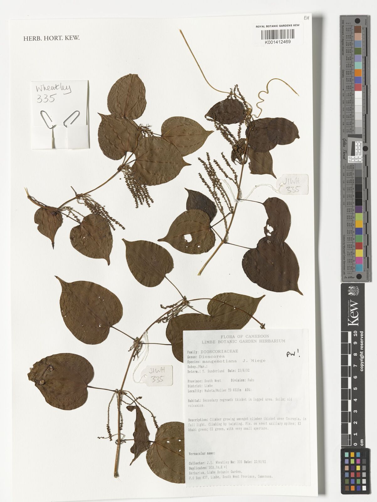 Dioscorea mangenotiana