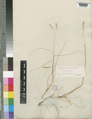 Kew Gardens K000367326:  Salzmann [s.n.] Morocco