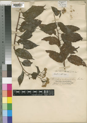 Kew Gardens K000273975:  Parker, G.W. [s.n.] Madagascar